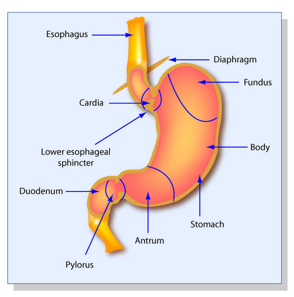 File:Human-Stomach.jpg