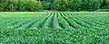 Thumbnail for version as of 05:54, 11 June 2012