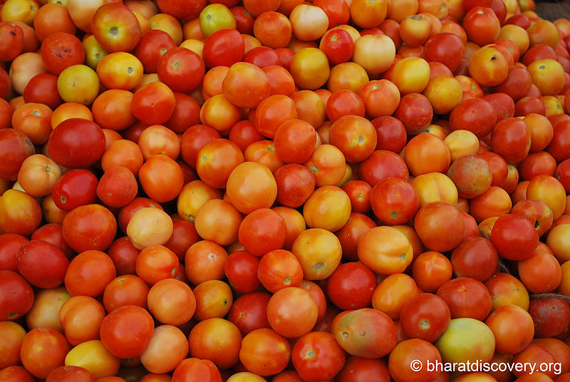 चित्र:Tomatos.jpg