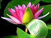 Lotus-2.jpg