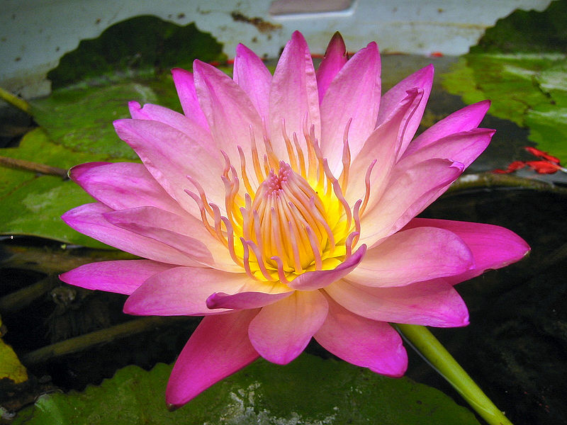File:Lotus-Flower.jpg