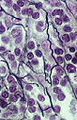Thumbnail for version as of 12:29, 16 May 2011