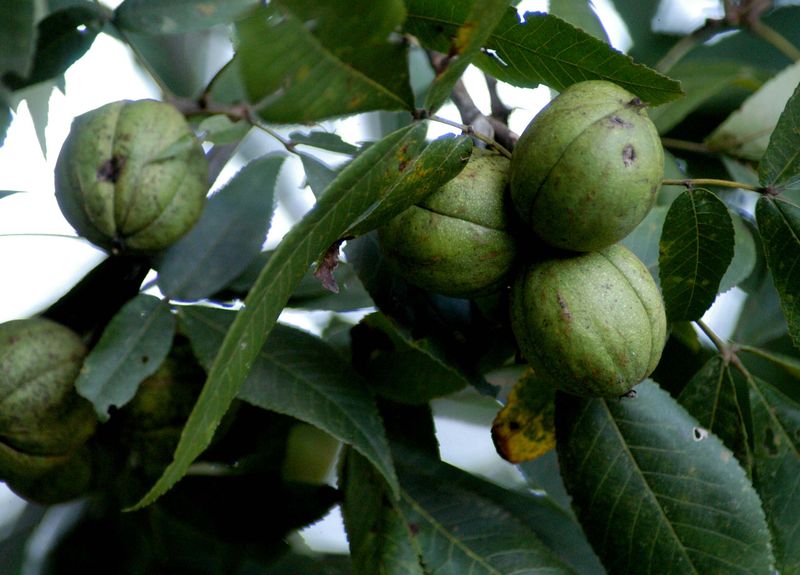 File:Nut.jpg