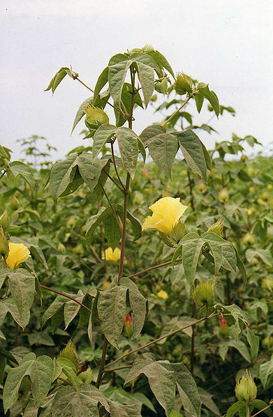 File:Cotton-Flower.jpg