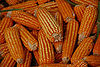 Maize.jpg