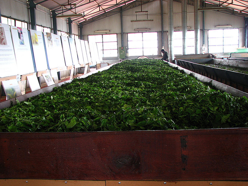 File:Tea-Factory-3.jpg