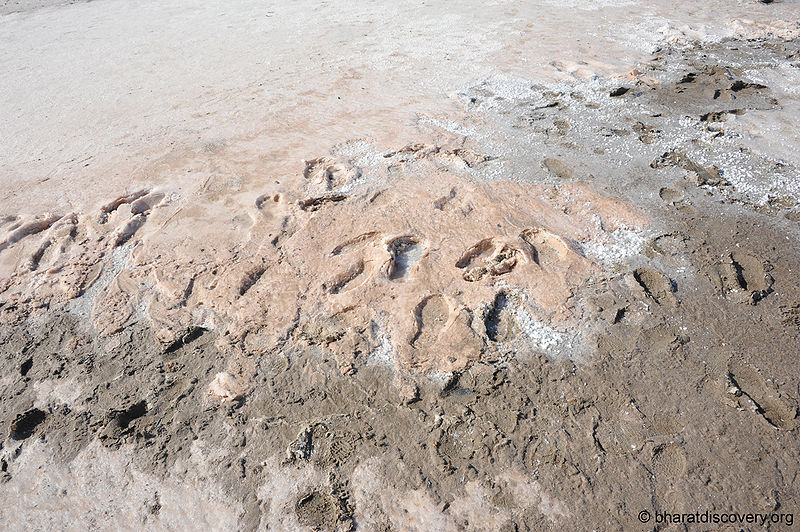File:Rann-Of-Kachchh-5.jpg
