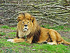 Lion.jpg
