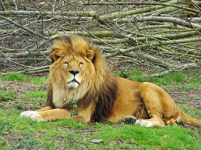 File:Lion.jpg