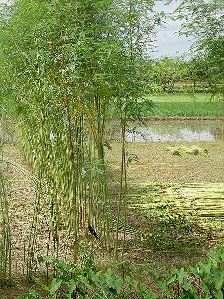 File:Jute-Trees.jpg