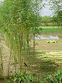 Thumbnail for version as of 09:10, 16 June 2011