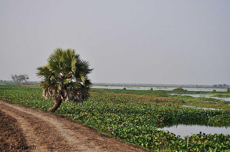 File:Kolleru-Lake.jpg