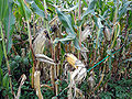 Thumbnail for version as of 07:23, 27 June 2011