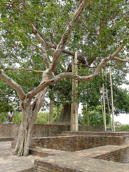 File:Anandabodhi-Tree-Sravasti.jpg