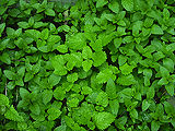 Mint-Leaves.jpg