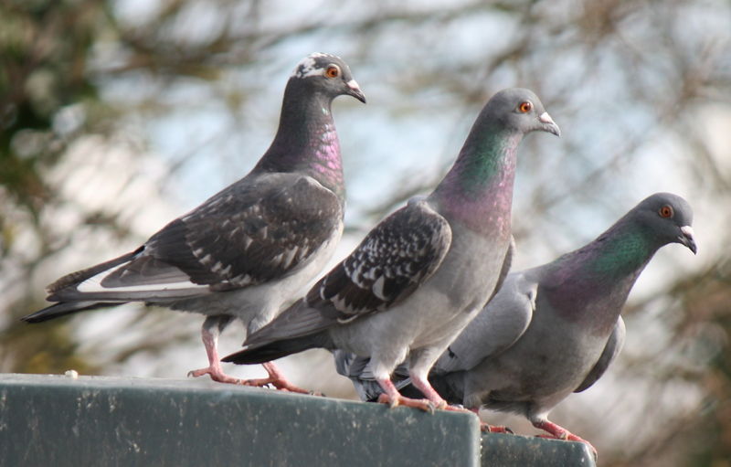 File:Pigeon-22.jpg