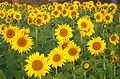 Thumbnail for version as of 10:37, 25 August 2010