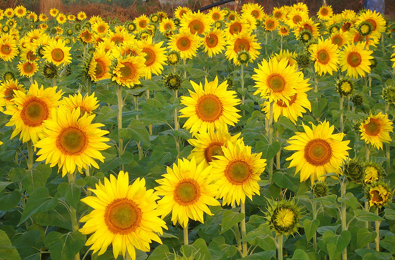 File:Sunflowers.jpg