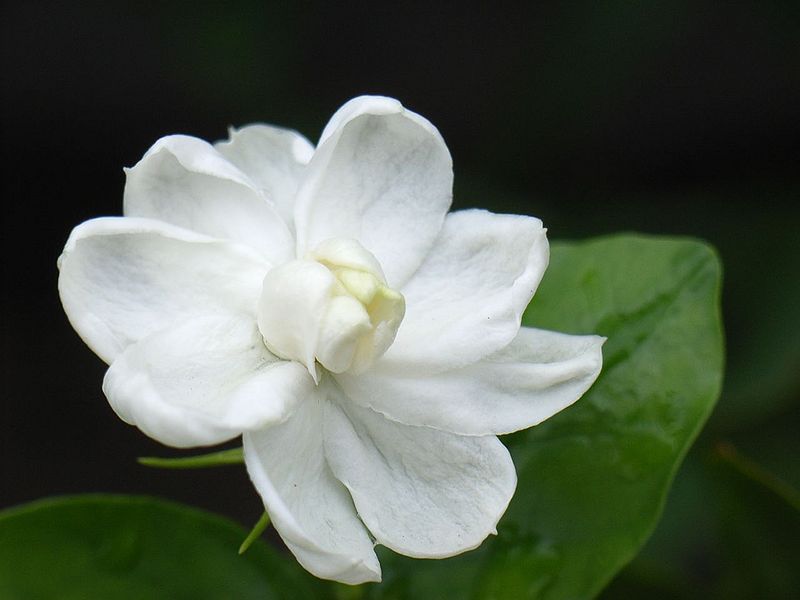 File:Jasmine-Flower-1.jpg