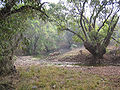 Thumbnail for version as of 10:00, 18 January 2011