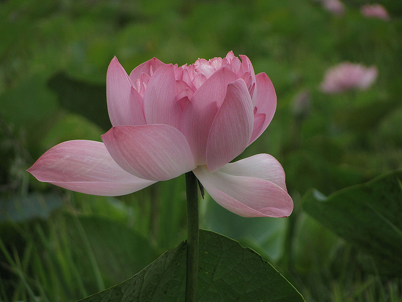 File:Lotus.jpg