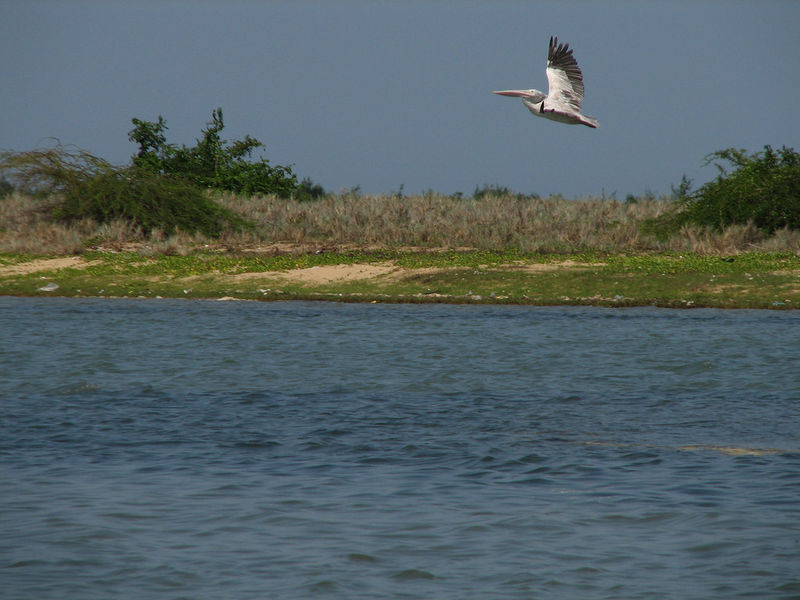 File:Pulicat Lake-8.jpg