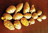 गोल कच्ची हल्दी