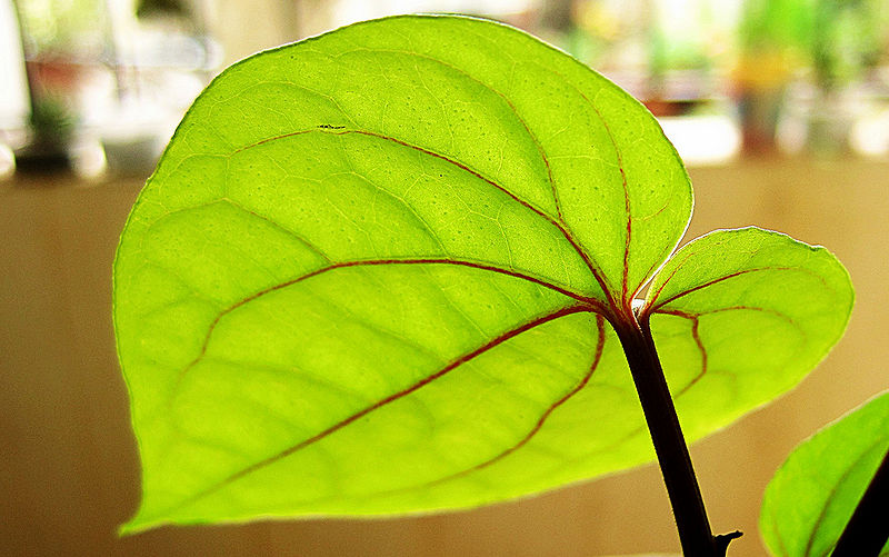 File:Paan-1.jpg