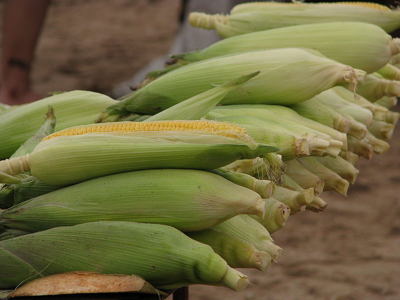चित्र:Maize-1.jpg