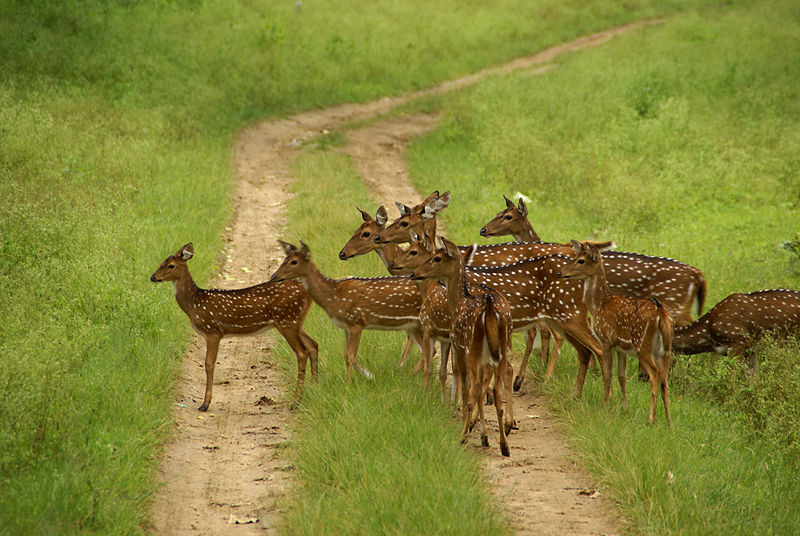 File:Chital.jpg