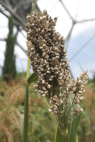 File:Sorghum.jpg