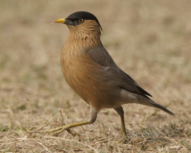 File:Starling.jpg
