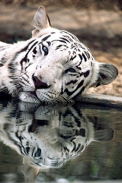 File:Tiger-6.jpg