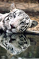 Thumbnail for version as of 10:37, 25 July 2011