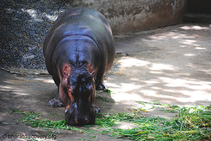 File:Hippopotamus-1.jpg