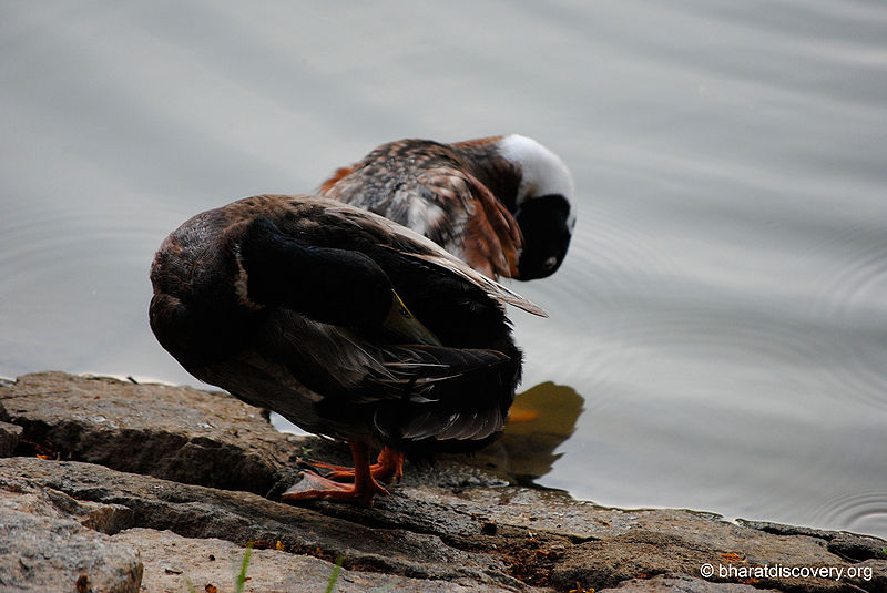 File:Duck-9.jpg