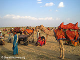 Camel-Jaisalmer-1.jpg