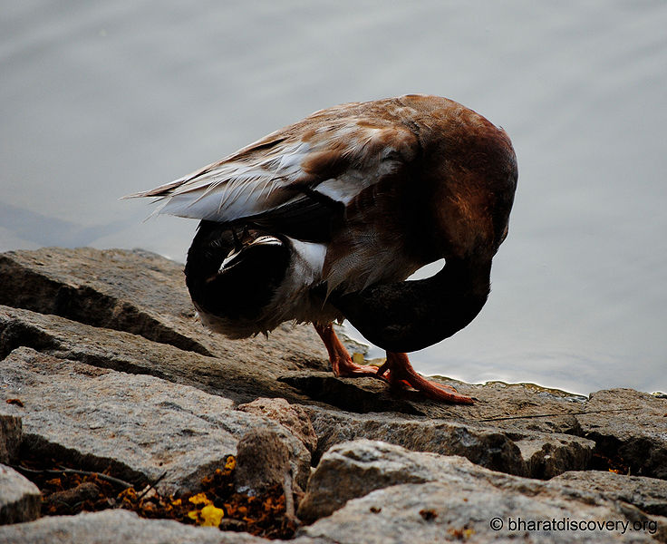File:Duck-8.jpg
