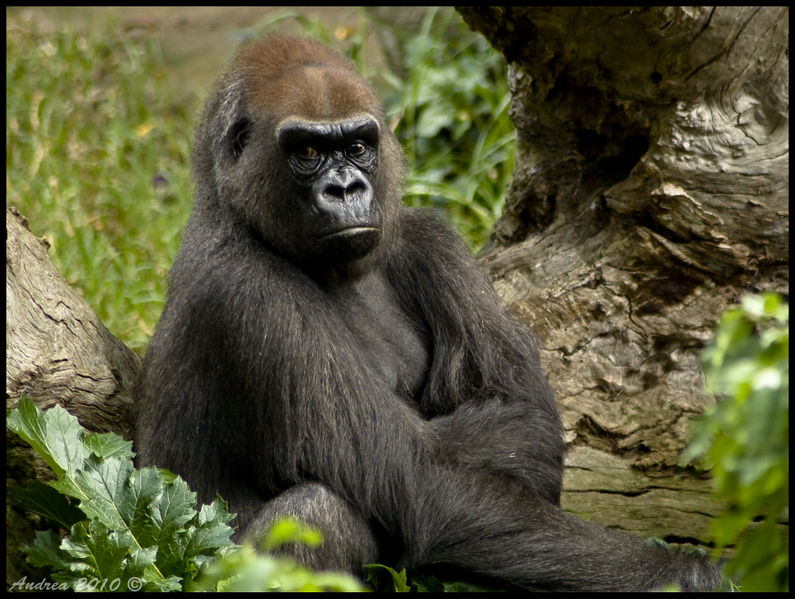 File:Gorilla-2.jpg