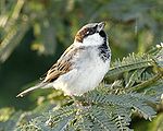 House Sparrow.jpg