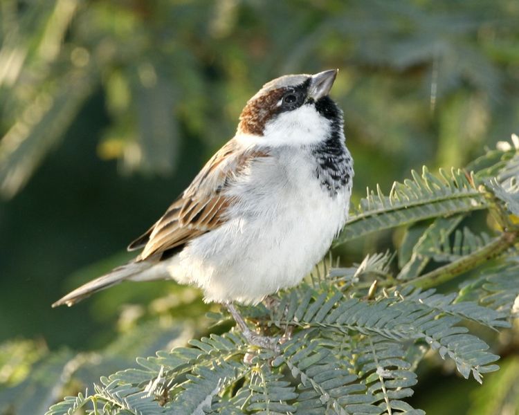 File:House Sparrow.jpg
