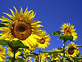 Thumbnail for version as of 11:49, 19 November 2011