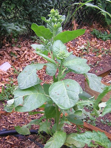 File:Tobacc-Plant.jpg