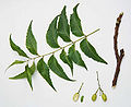 Thumbnail for version as of 15:01, 2 March 2011