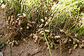 Thumbnail for version as of 05:48, 8 June 2012