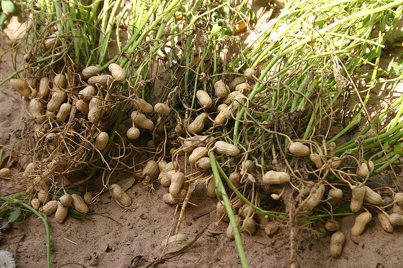 File:Peanut-2.jpg