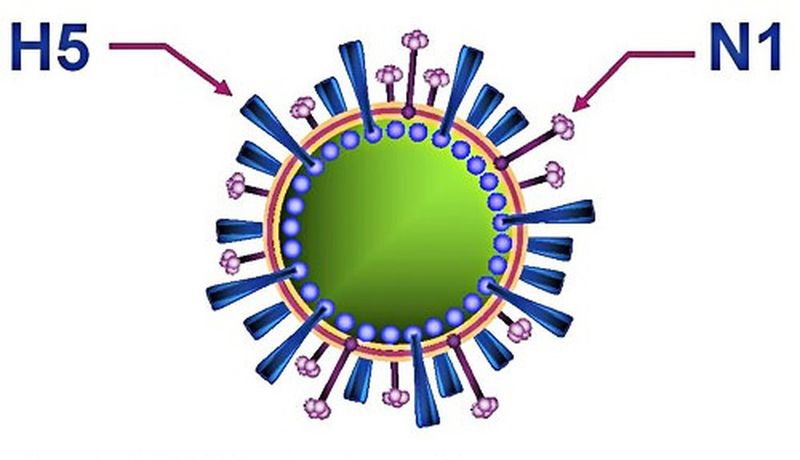 File:Avian-influenza-Virus.jpg