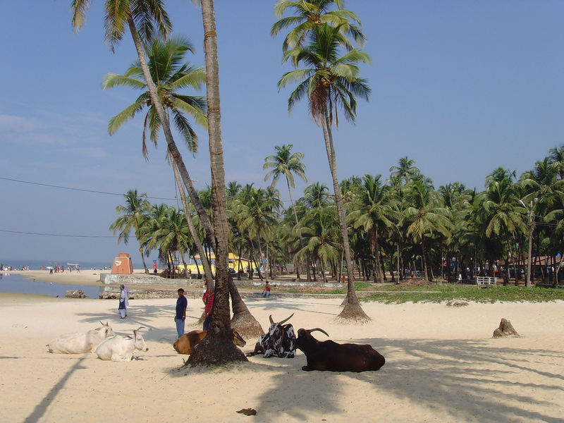 File:Colva-Beach-Goa-5.jpg