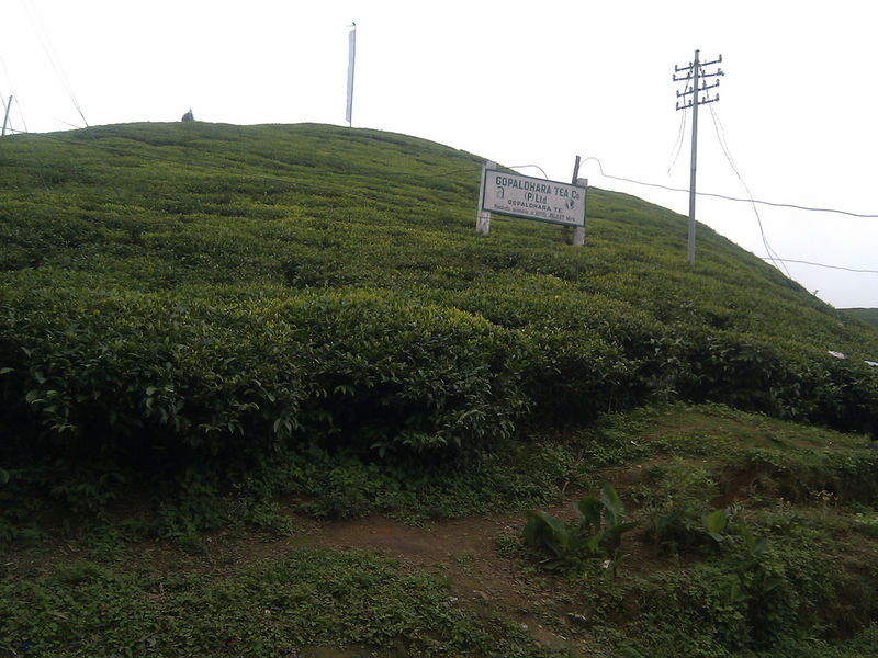 File:Mirik-4.jpg