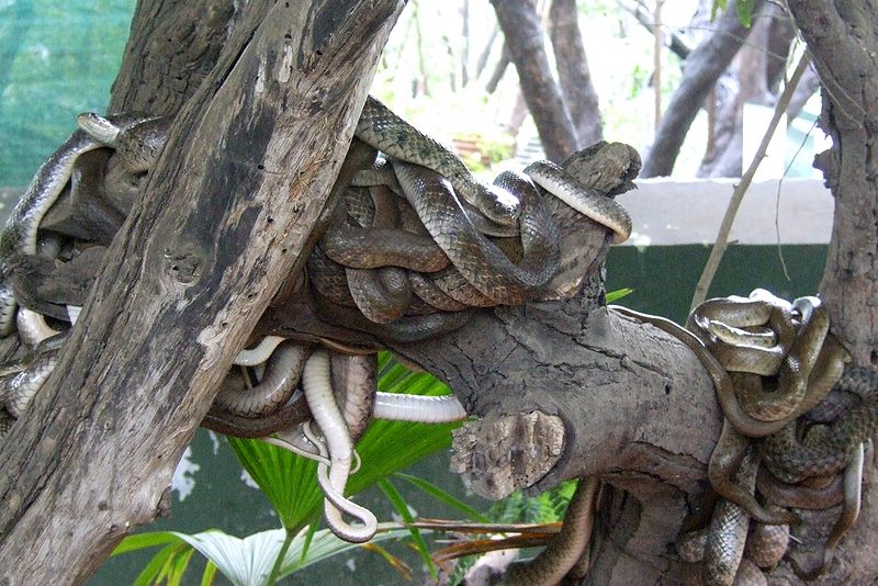 File:Snakes-Katraj-Snake-Park-Pune.jpg